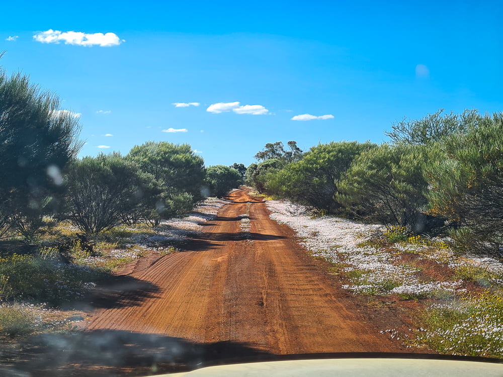 Photo of a gravel track with wildflowers