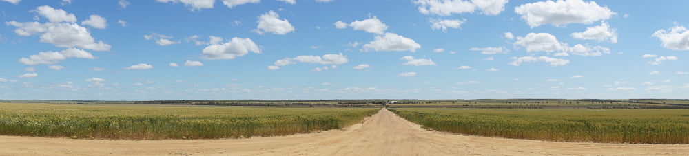 Panorama photo of a crop on a WA farm