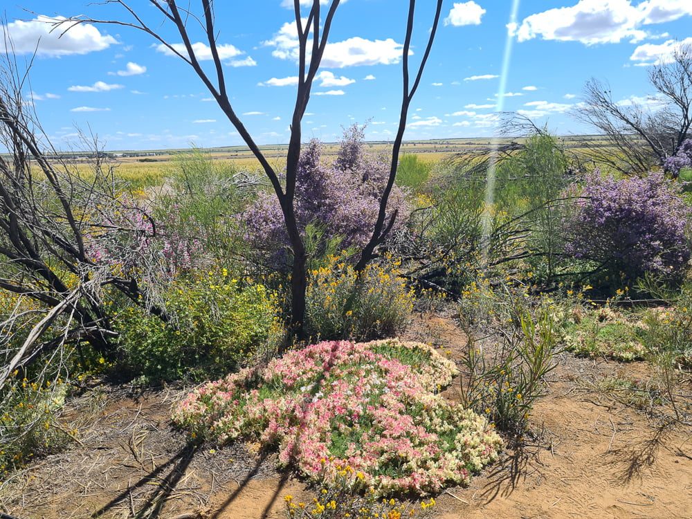 Photo of wildflowers in a bush setting at Orchid Ridge near Perenjori